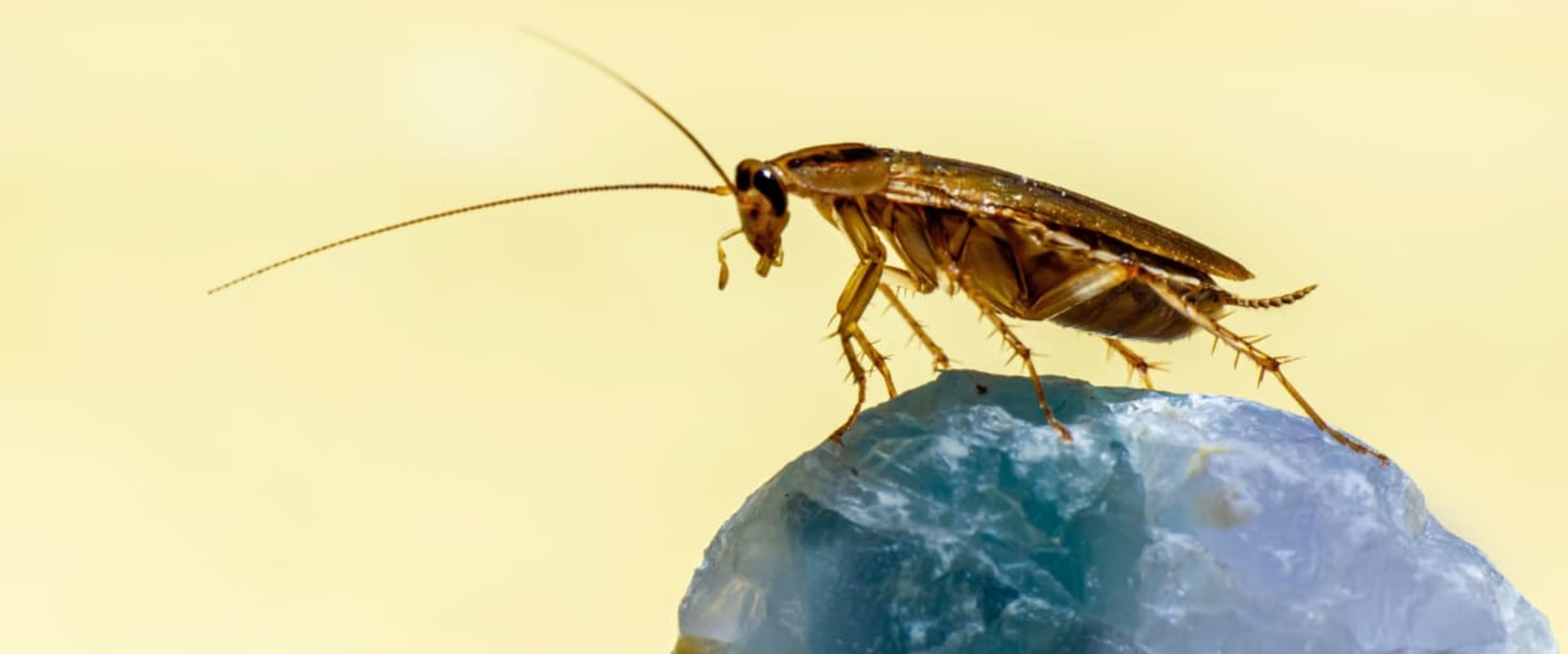 Cockroach Extermination In Greater Orlando: Why A Pest-Free Home Keeps Your Metal Roofing Secure