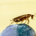 Cockroach Extermination In Greater Orlando: Why A Pest-Free Home Keeps Your Metal Roofing Secure