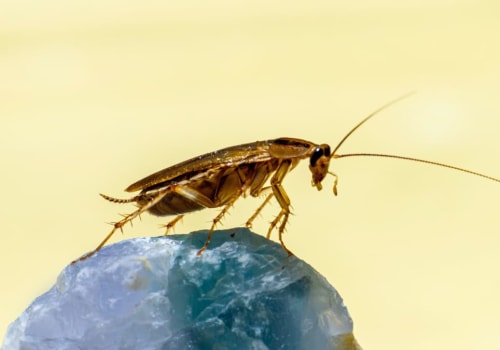 Cockroach Extermination In Greater Orlando: Why A Pest-Free Home Keeps Your Metal Roofing Secure